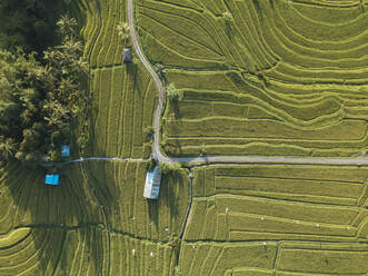 Indonesien, Bali, Luftaufnahme der Reisterrasse Jatiluwih - KNTF03785