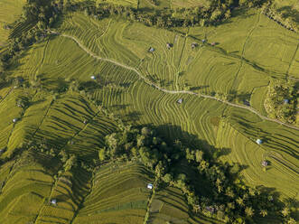 Indonesien, Bali, Luftaufnahme der Reisterrasse Jatiluwih - KNTF03789