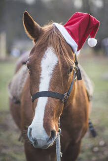Deutschland, Brandenburg, Pony mit Weihnachtsmannmütze auf dem Weihnachtsmarkt - ASCF01058