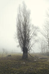 Spanien, Valverde de Campos, Kahler Baum im Feld an einem nebligen Tag - MTBF00250