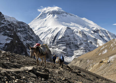 Trekkinggruppe mit Lasttieren am Chonbarden-Gletscher, Dhaulagiri, Französischer Pass, Dhaulagiri Circuit Trek, Himalaya, Nepal - ALRF01660
