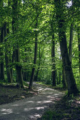 Trees and walkway in Maximilian Park, Munich, Bavaria, Germany - MAMF00978