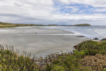 Neuseeland, Südinsel, Westküste, Cape Foulwind, Robbenkolonie in der Tauranga Bay - FOF11435