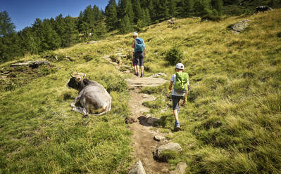 Mutter mit zwei Kindern beim Wandern in alpiner Landschaft, vorbei an einer Kuh, Passeiertal, Südtirol, Italien - DIKF00323