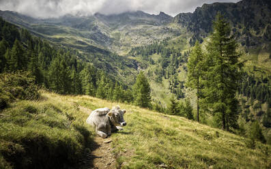 Ruhende Kuh auf der Alm, Passeiertal, Südtirol, Italien - DIKF00324