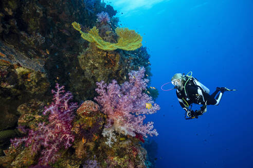 Palau, Ulong Channel, Diver exploring soft coral reef - GNF01506