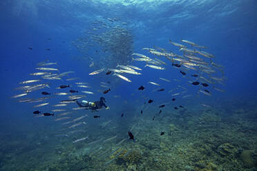 Palau, Taucher schwimmt mit Barrakuda-Schule - GNF01514