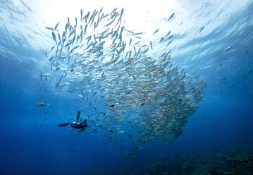 Palau, Diver swimming with barracuda school - GNF01515