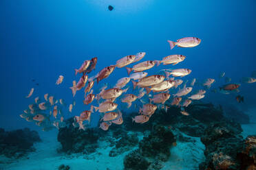 Palau, Schule von Großaugenfischen im Deutschen Kanal - GNF01516