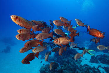 Palau, School of Big Eye fish in German Channel - GNF01517