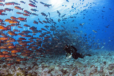 Palau, Shark City, Dover mit Rotschnapper beim Laichen - GNF01520