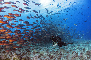 Palau, Shark City, Dover with red snapper spawning - GNF01520