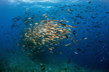Palau, Shark City, Rotschnapper beim Laichen - GNF01521