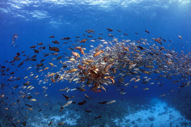 Palau, Shark City, Red snapper spawning - GNF01522