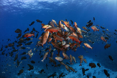 Palau, Shark City, Red snapper spawning - GNF01523