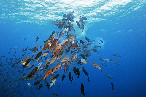 Palau, Shark City, Red snapper spawning - GNF01524