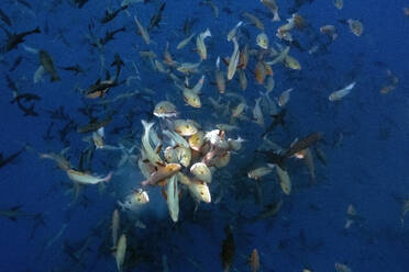 Palau, Shark City, Red snapper spawning - GNF01525