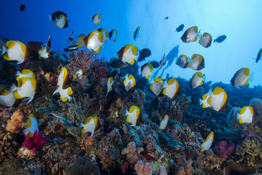 Palau, School of yellow pyramid butterflyfish (Hemitaurichthys polylepis) - GNF01527