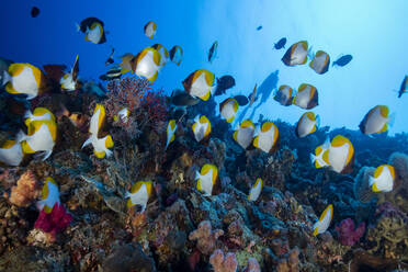 Palau, Schule des Gelben Pyramidenfalterfischs (Hemitaurichthys polylepis) - GNF01527