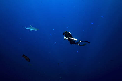 Palau, Blaue Ecke, Taucher und Grauer Riffhai (Carcharhinus amblyrhynchos) unter Wasser, lizenzfreies Stockfoto