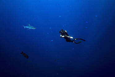 Palau, Blue Corner, Diver and grey reef shark (Carcharhinus amblyrhynchos) underwater - GNF01528