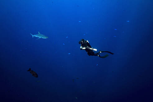 Palau, Blue Corner, Diver and grey reef shark (Carcharhinus amblyrhynchos) underwater - GNF01528