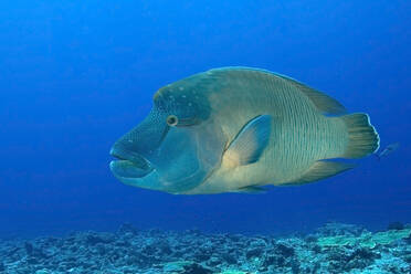 Palau, Blaue Ecke, Buckelkopf-Lippfisch (Cheilinus undulatus) unter Wasser - GNF01529