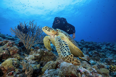 Palau, Blaue Ecke, Taucher und Meeresschildkröte unter Wasser - GNF01530