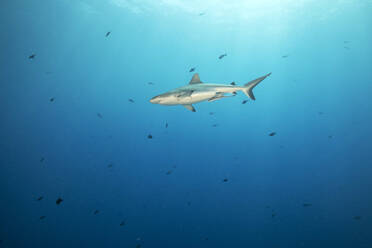 Palau, Blaue Ecke, Grauer Riffhai (Carcharhinus amblyrhynchos) schwimmt im Meer - GNF01532