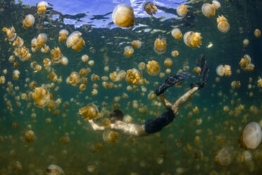 Palau, Insel Eil Malk, Mann schwimmt mit Qualle im Jellyfish Lake - GNF01534