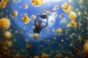 Palau, Insel Eil Malk, Mann schwimmt mit Qualle im Jellyfish Lake - GNF01535