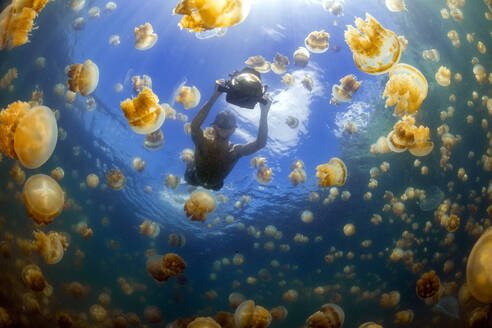 Palau, Eil Malk island, Man swimming with jellyfish in Jellyfish Lake - GNF01535