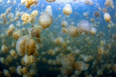 Palau, Eil Malk island, Group of jellyfish in Jellyfish Lake - GNF01536