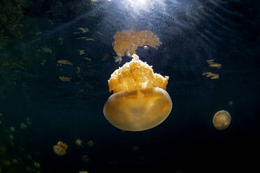 Palau, Insel Eil Malk, Quallen im Quallensee - GNF01537