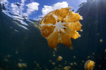 Palau, Eil Malk island, Jellyfish in Jellyfish Lake - GNF01538