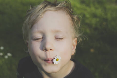 Porträt eines blonden kleinen Jungen mit Gänseblümchen im Mund, lizenzfreies Stockfoto