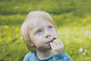 Portrait of blond toddler girl on a meadow looking up - IHF00246