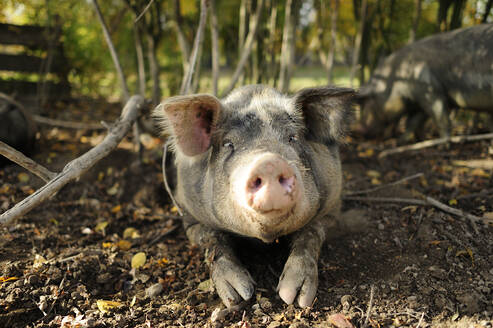 Schwein auf dem Boden liegend - ECPF00803