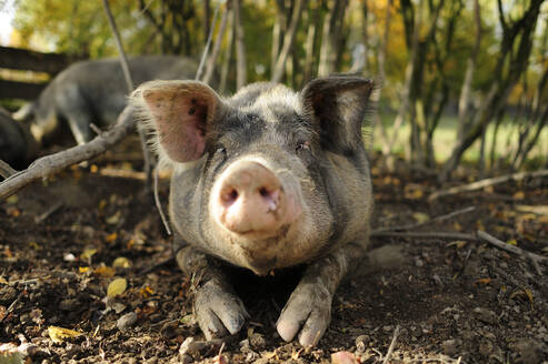 Schwein auf dem Boden liegend - ECPF00804