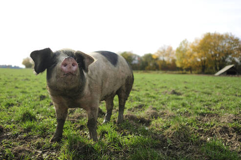 Schwein auf der Wiese stehend - ECPF00806