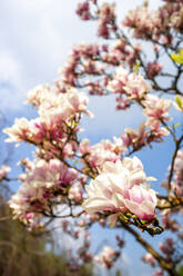 Deutschland, Hessen, Nahaufnahme von rosa Magnolienblüten - PUF01759