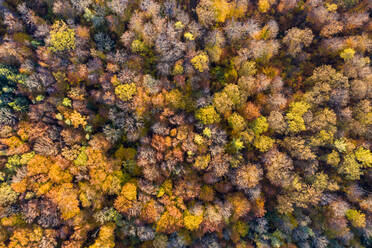 Deutschland, Baden Württemberg, Rems-Murr-Kreis, Luftaufnahme eines Waldes im Herbst - STSF02379