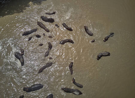 Benin, Luftaufnahme einer Herde von Flusspferden, die im braunen Pendjari-Fluss schwimmen - VEGF01236