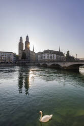 Schweiz, Kanton Zürich, Zürich, Höckerschwan (Cygnus olor) schwimmt in der Limmat mit Großmünster und Münsterbrücke im Hintergrund - WDF05627