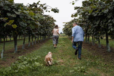 Ehepaar läuft mit ihrem Hund in einem Obstgarten - MAUF03184