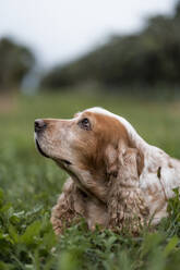 Porträt eines auf einer Wiese liegenden Hundes - MAUF03196