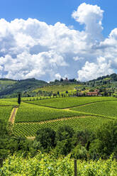 Italien, Toskana, Weinberge bei San Gimignano - PUF01810