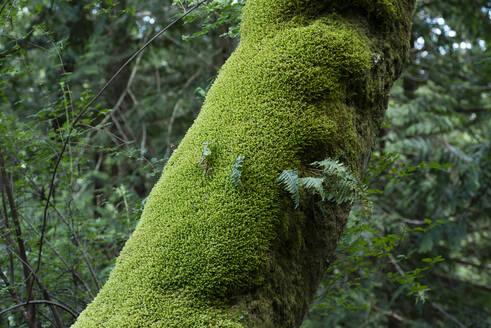 Moosbewachsener Baumstamm im Wald - CAVF72498