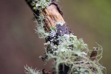 Close-up of lichen plant bark - CAVF72499