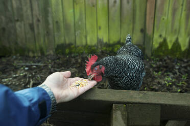 Abgeschnittene Hand einer Frau beim Füttern von Hühnern in einem Tierstall - CAVF72500